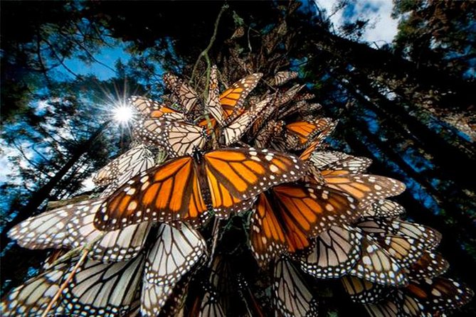 mariposas monarca
